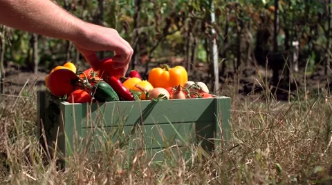 Worker putting ripe red tomatoes in wooden boxes, close up, daylight. Stock Footage 67530072