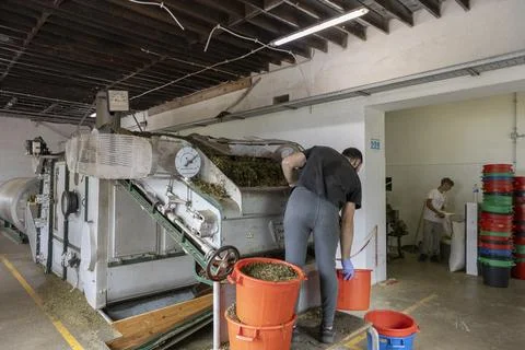 Worker putting tea leaves into leaf spread machine. Gorreana Tea. Azores Stock Photos