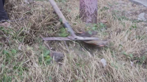 A worker rakes grass and garbage Stock Footage 101683768