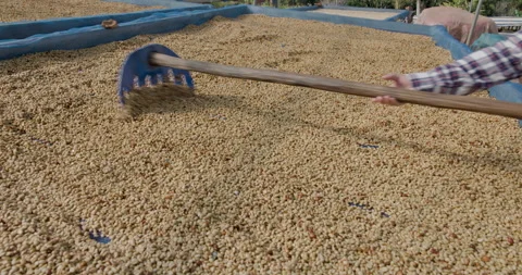 Worker Raking Coffee Beans For Sun Drying Process In Plantation Medium Shot Stock Footage 336181939