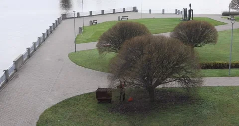 Worker raking leaves under bare tree in quiet riverside park Stock Footage 321047071