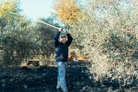 Worker ready to hit an olive tree with a long wooden stick Stock Photos