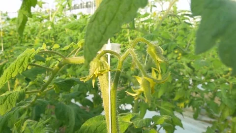 Worker reducing number of flowers on tomatoes Stock Footage 76589699