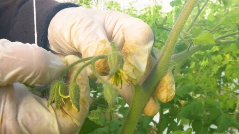 Worker reducing number of flowers on tomatoes Stock Footage 76590511