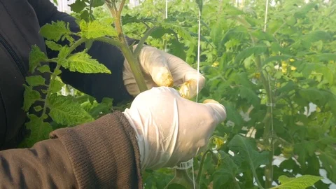 Worker reducing number of flowers on tomatoes Stock Footage 76590536