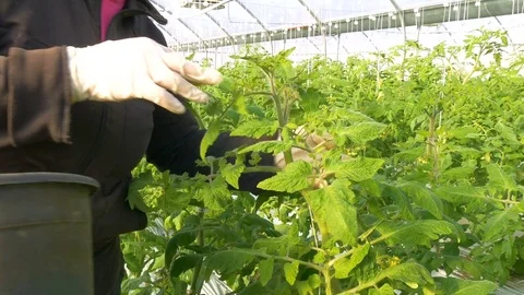 Worker reducing number of flowers on tomatoes Stock-Footage 76591064
