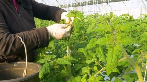 Worker reducing number of flowers on tomatoes Stock-Footage 76593467