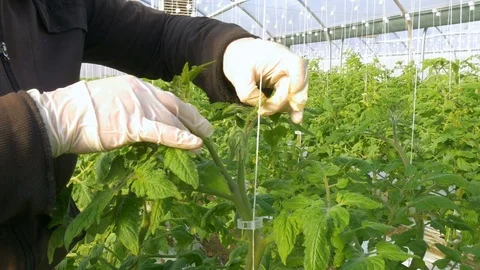 Worker reducing number of flowers on tomatoes Stock Footage 76618535