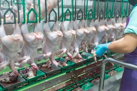 Worker remove offal out of chicken Stock Photos
