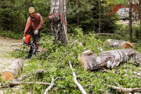 Worker to remove trees in parts. Фото