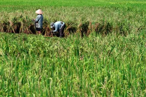 Worker on a rice field cutting the grass 스톡 사진