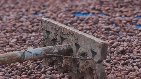 Worker roasting cocoa beans in a chocolate making factory Video stock 121091180