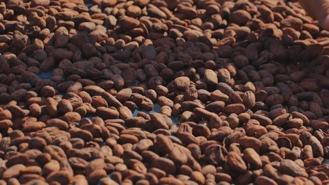 Worker roasting cocoa beans in a chocolate making factory Stock Footage 121091394