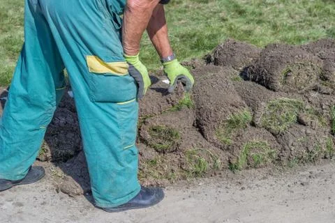 Worker with rolls of sod Stock Photos