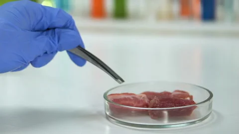 Worker of sanitary laboratory taking piece of meat from petri dish to research 스톡 동영상 104572866