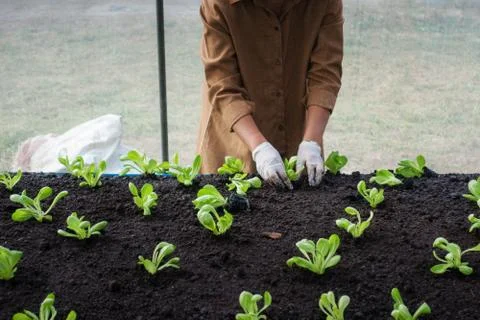 Worker sapling salad vetable in the green house Stock Photos