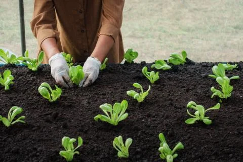 Worker sapling salad vetable in the green house Stock Photos