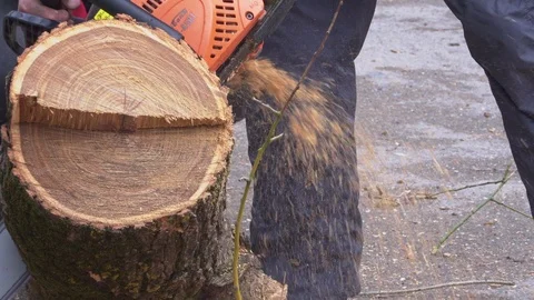 Worker is sawing a big branch of a tree with a chainsaw close-up Stock Footage 105380974