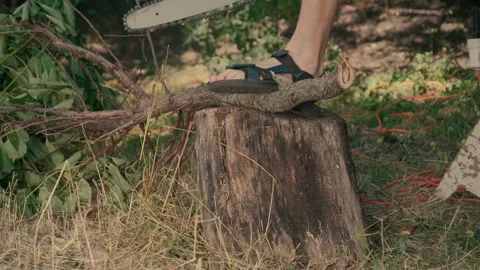 A worker is sawing branches. Stock Footage 203903720