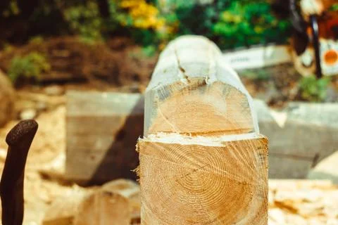 Worker sawing a chainsaw tree Stock Photos