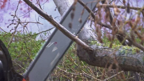 A worker is sawing a huge branch of a tree with a powerful chainsaw Stock Footage 105380527