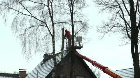 Worker sawing  a white birch tree from a crane lift with a chainsa Stock Footage 21090876