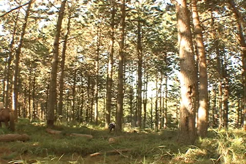 Worker sawing wood pine forest Video stock 37638588