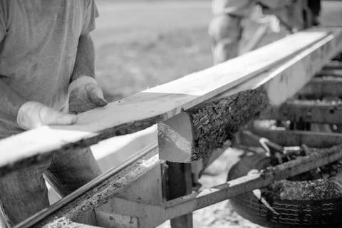 Worker at a sawmill guiding a plank Stock Photos