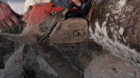 A worker saws a large log with a gasoline chainsaw , a close - up view Stock Footage 170850290