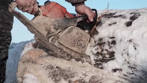 A worker saws a log filled with snow into pieces. Close-up. Stock Footage 170850101