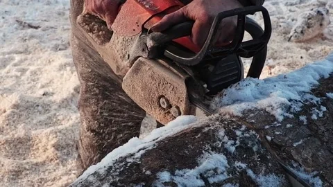 A worker saws a tree with a chainsaw. A forester saws a log into pieces. clos Stock Footage 170723924