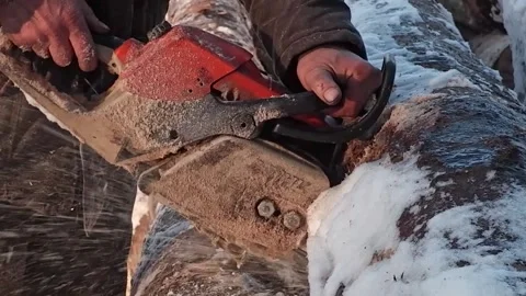A worker saws a tree with a chainsaw. A forester saws a log into pieces. clos Stock Footage 170723955