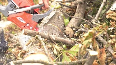 A worker saws the trunk of a large tree with a chainsaw Stock Footage 218467386