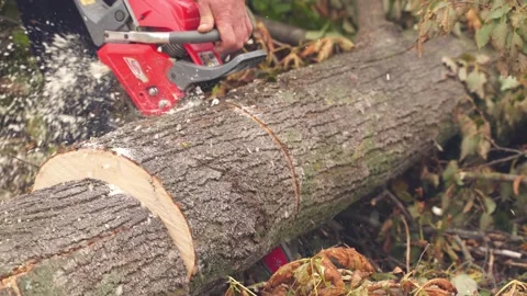 A worker saws the trunk of a large tree with a chainsaw Stock Footage 218467419