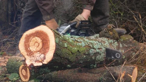 A worker saws the trunk of a lying tree with a chainsaw Firewood harvesting Stock Footage 224904139