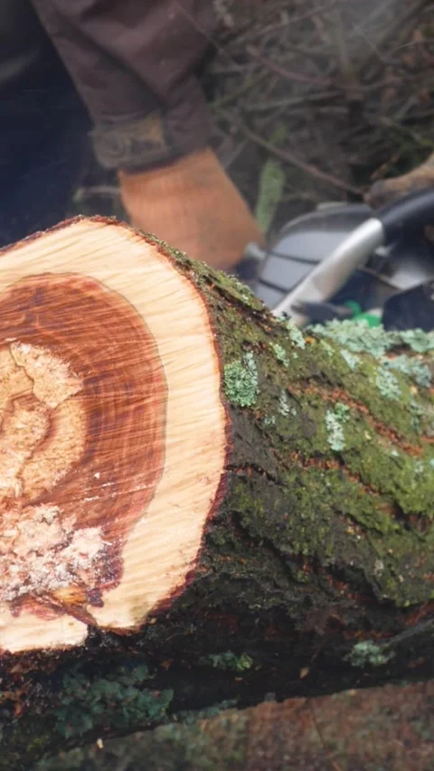 A worker saws the trunk of a lying tree with a chainsaw Firewood harvesting Stock Footage 311975946