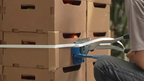 Worker secures stack of tomato boxes with strapping tool, preparing for shipment Stock Footage 320400206