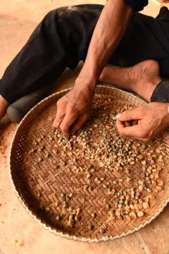 Worker select coffee berries seed broken by hand Stock Photos