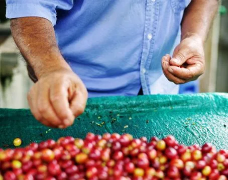 Worker selecting fresh organic red coffee cherries Foto stock