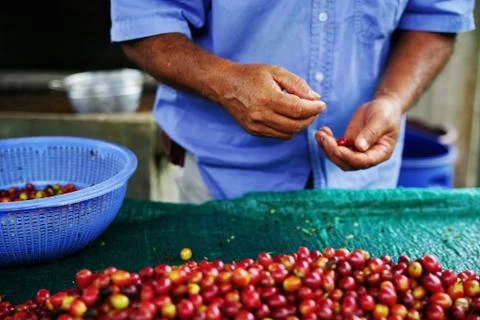 Worker selecting fresh organic red coffee cherries Stock Photos