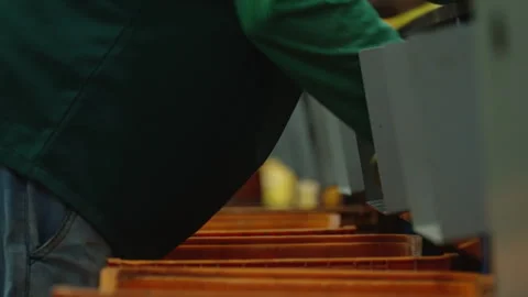 Worker Selecting Tomatoes on a Sorting Line Stock Footage 340535289