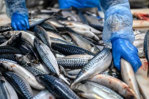 The worker selects fish from a large pile. Lots of mackerel carcasses. Sea fish. Stock Photos
