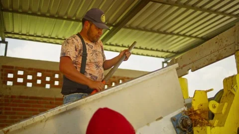 Worker separates and cleans agave with a long tool beside mezcal conveyor Vidéo 347897862