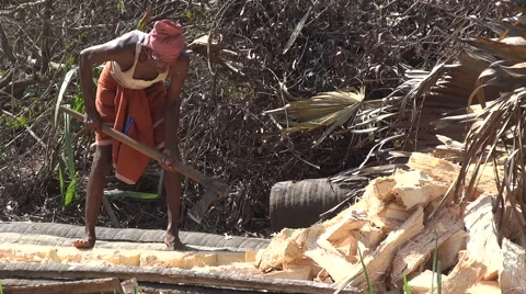 A worker separates the inner part of the palm tree from the bark Stock Footage 68959456