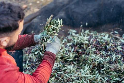 Worker separating the branches from the olives Stock Photos