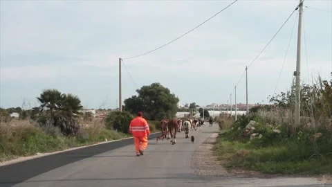 Worker shepherd in orange sicily italy leading cattle cows on road street Stock Footage 252152833