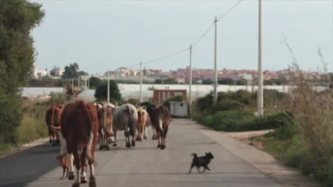 Worker shepherd in orange sicily italy leading cattle cows on road street Stock Footage 252152834