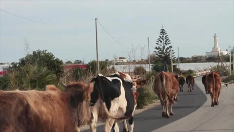 Worker shepherd in orange sicily italy leading cattle cows on road street Stock-Footage 252152972