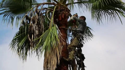 The worker skillfully trims the dry leaves of the palm tree with a chainsaw. Men Stock Footage 265620252
