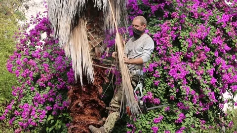 The worker skillfully trims the dry leaves of the palm tree with a chainsaw.  Stock Footage 265642802